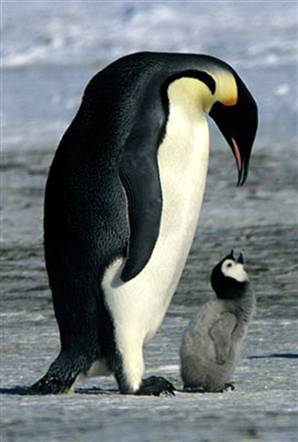 PENGUINS